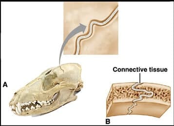 Canine Joints