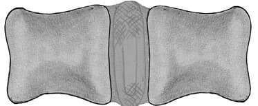 Canine Joints