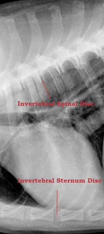 Canine Joints