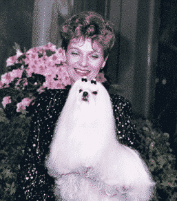Judging The Maltese