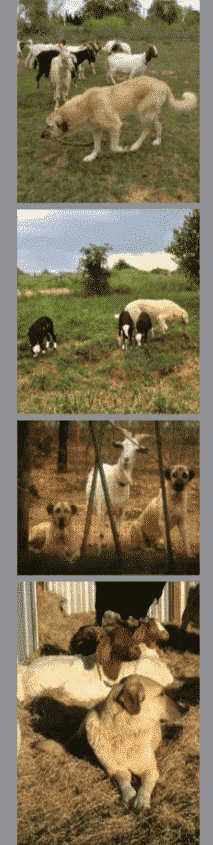 The Quiet Man: The Anatolian Shepherd Dog In The Show Ring