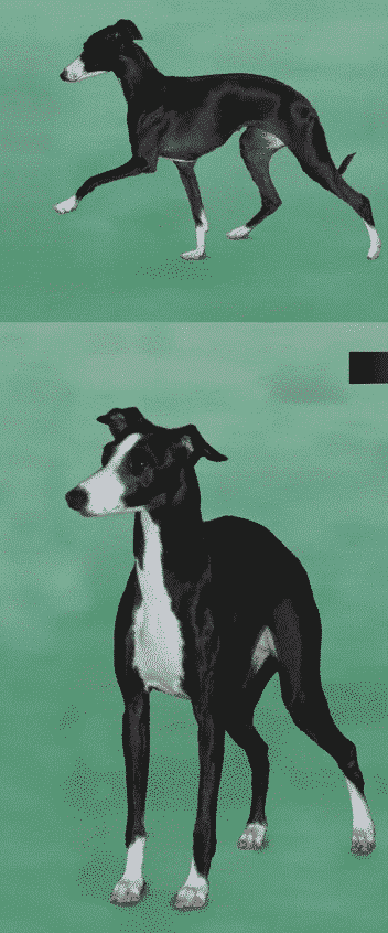 The Basics Of Judging | The Italian Greyhound Standard