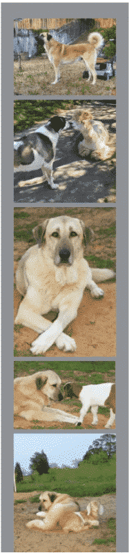 The Quiet Man: The Anatolian Shepherd Dog In The Show Ring