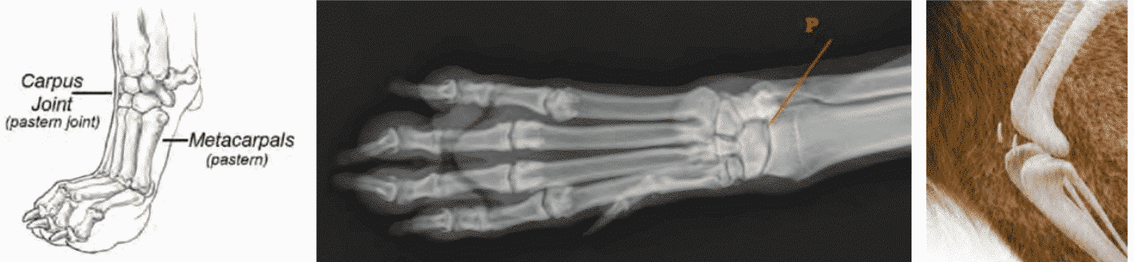Canine Joints