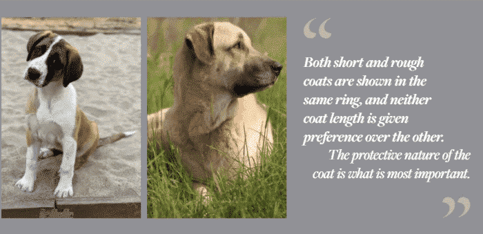 The Quiet Man: The Anatolian Shepherd Dog In The Show Ring