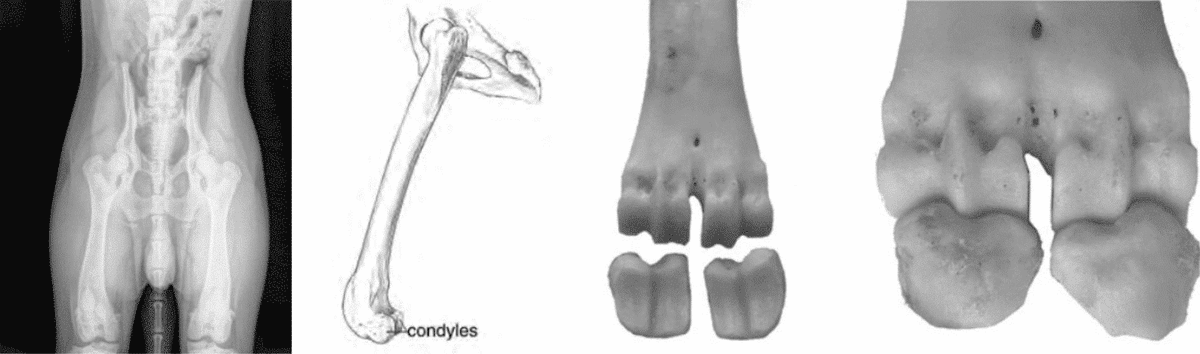 Canine Joints