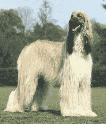 Ancient Breed | The Sighthound Genetic Analysis