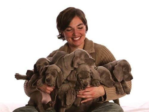 Weimaraner Puppies