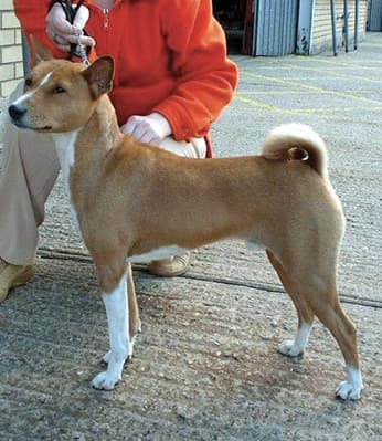  Basenji Dog