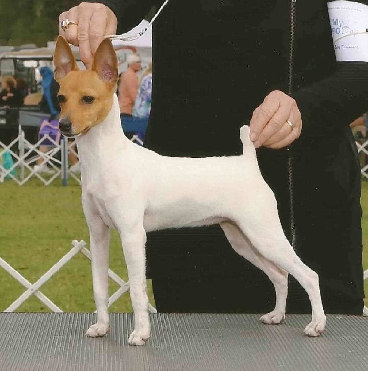 The Toy Fox Terrier