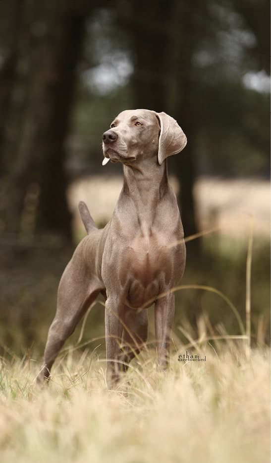 Marge Weimaraner Dog Breed