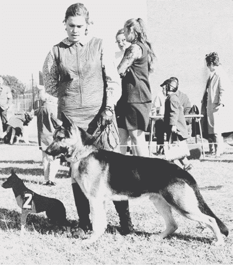Type in the breed German Shepherd Dog & Pembroke Welsh Corgi