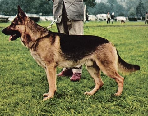 Type in the breed German Shepherd Dog & Pembroke Welsh Corgi