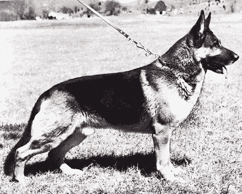 Type in the breed German Shepherd Dog & Pembroke Welsh Corgi