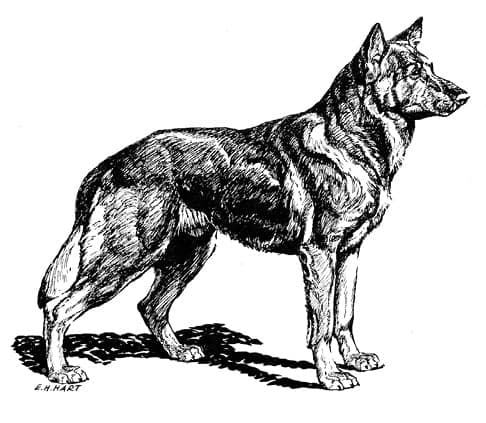Type in the breed German Shepherd Dog & Pembroke Welsh Corgi