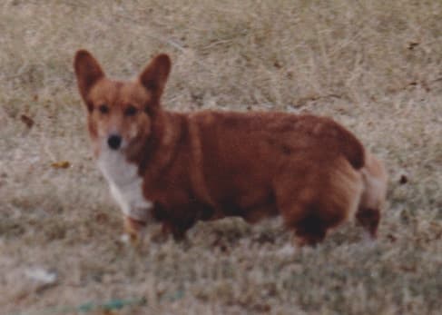 Type in the breed German Shepherd Dog & Pembroke Welsh Corgi