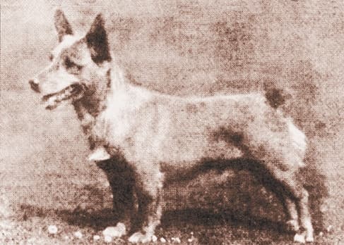  Pembroke Welsh Corgi