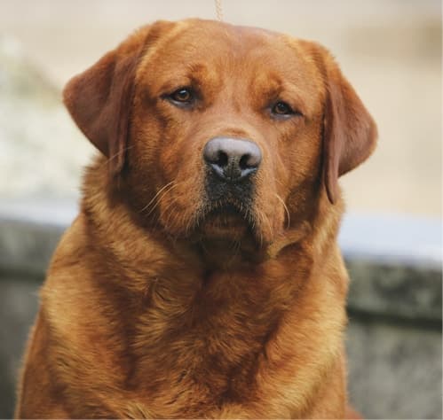 Most popular breed of dog in the United States : Labrador Retriever
