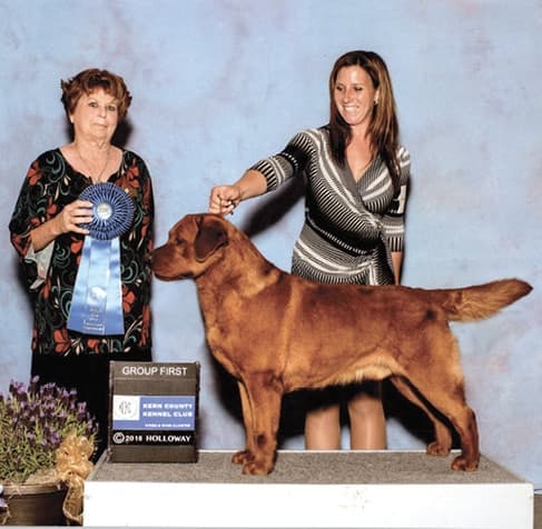 Labrador Retriever in a Dog Show