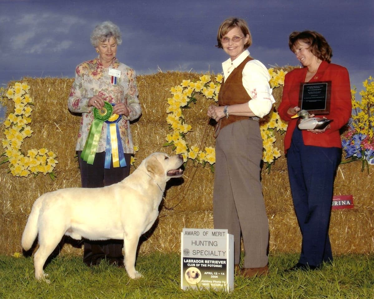 Labrador Retriever Wins Dog Show