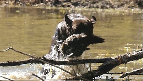 Labrador Retriever Dog