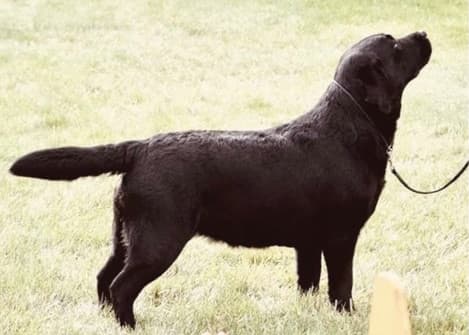 Labrador Retriever Dog