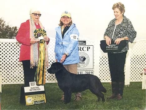 Black Labrador Retriever in a Dog Show