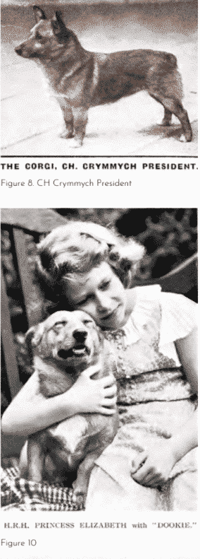  Pembroke Welsh Corgi