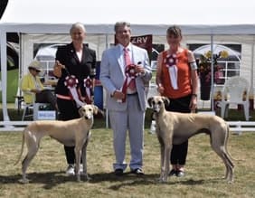 The Sighthound Survey Image Of Dog Owner