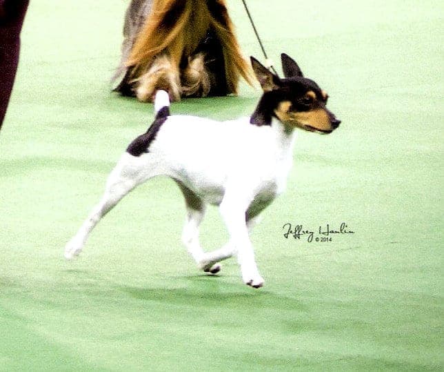 The Toy Fox Terrier