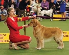 Junior Handlers Picture Of A Girl With Her Dog