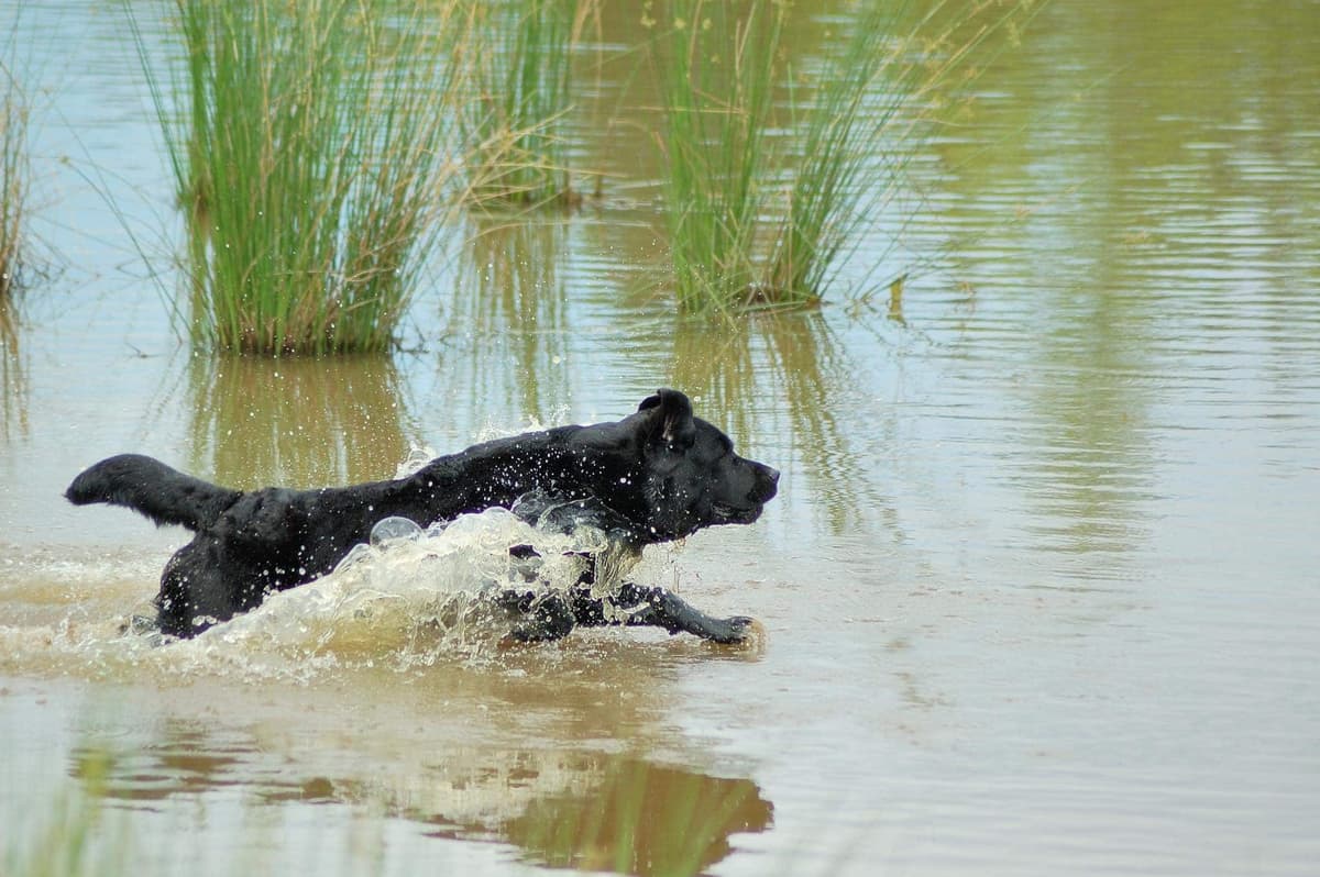 Labrador Retriever Dog