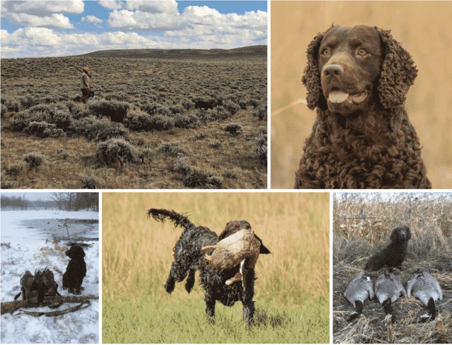 The Best Hunting Dog Amercian Water Spaniel 