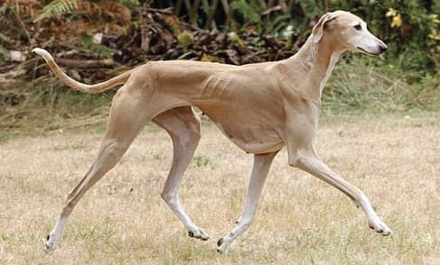 An Azawakh demonstrating its light, fluid trot. (hounddogsdrule.com)