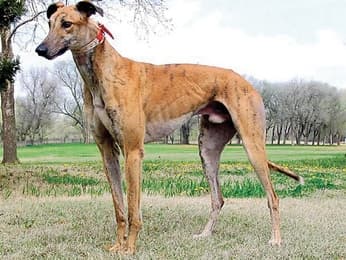 The Greyhound has thoroughly Celtic origins. (greyhounddogsite.com)
