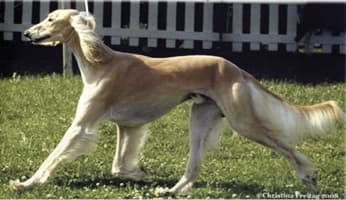 Ancient Breed | The Sighthound Genetic Analysis