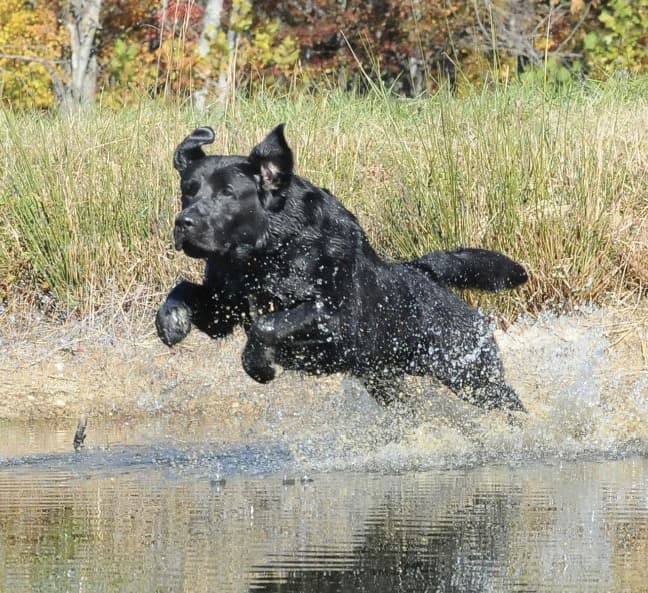 Most popular breed of dog in the United States : Labrador Retriever