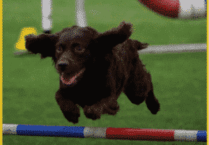 Boykin Spaniel