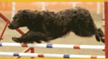 Boykin Spaniel