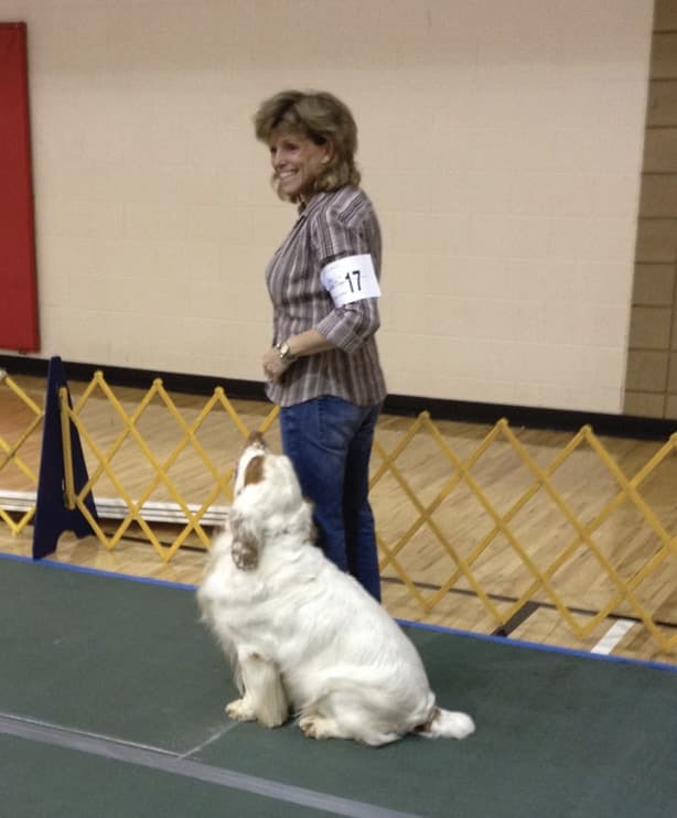 The Best Hunting Companion | Clumber Spaniel 