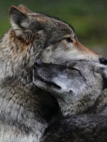  wolf pack 
