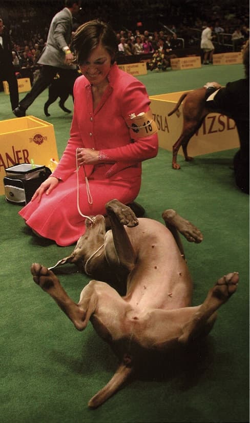 Weimaraner upside down.