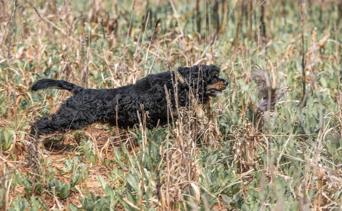 Cocker Spaniel Judging Guide 