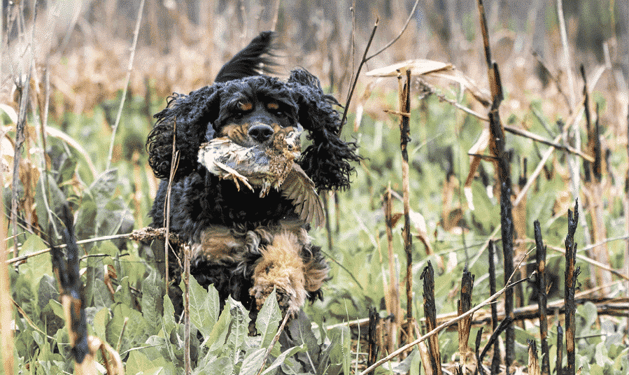 Cocker Spaniel Judging Guide 