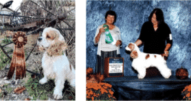 Cocker Spaniel Judging Guide 
