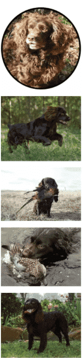 Why you will love Boykin Spaniel Dog Breed!