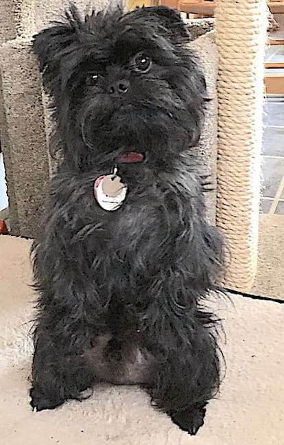 Image of Toy Dog Affenpinscher named Busby