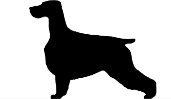 Balance and Moderation in the Breed | Cocker Spaniel