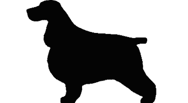 Balance and Moderation in the Breed | Cocker Spaniel