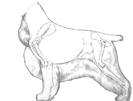 Balance and Moderation in the Breed | Cocker Spaniel